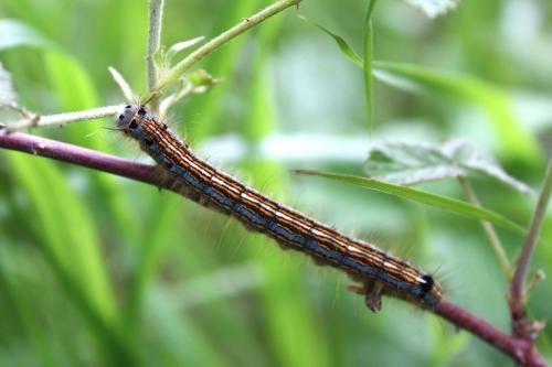 Réf. 222 672 : Malacosoma neustria